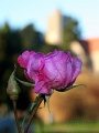 Rose at Boughton Church